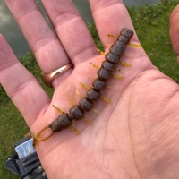 Westin Centipede Creaturebait 9.5cm
